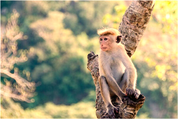 夢見一個女孩子逃走有什麼含義_周公解夢官網