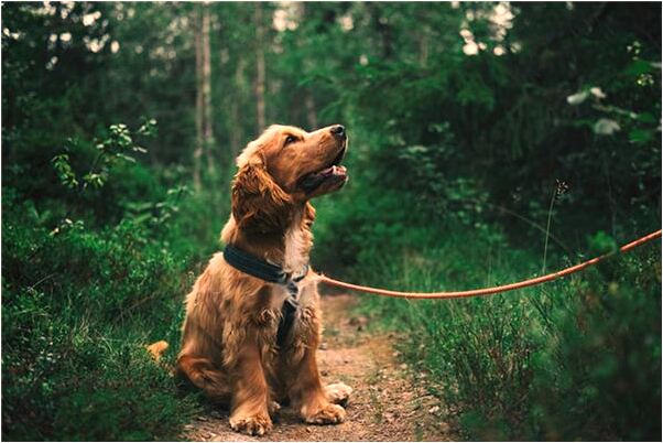 夢到左手換右手是什麼預兆_周公解夢官網