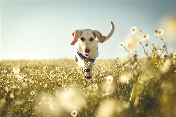 2006年屬什麼生肖_十二生肖