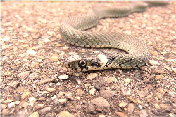夢到一條蛇在天上飛是什麼徵兆_周公解夢官網