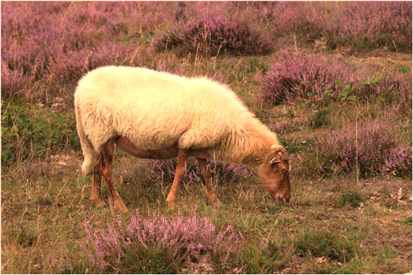 夢到了自己拉耙粑意味什麼_周公解夢官網