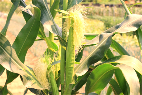 夢見有一隻老鼠在我枕邊有什麼意思_周公解夢官網