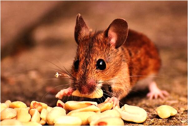 夢見黃河水和蛇是吉兆嗎?_周公解夢官網