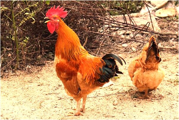 夢到克羅星有什麼意思_周公解夢官網