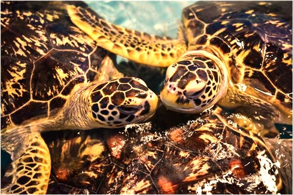 夢到媽打我有什麼說法_周公解夢官網