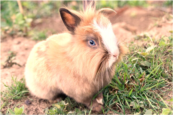 夢到了上樓梯又下去了是啥意思_周公解夢官網