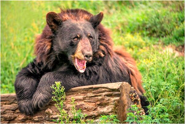 夢到了買鞋送了很多贈品是啥意思_周公解夢官網