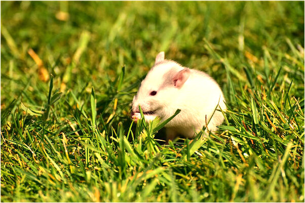 夢到自己和女人做愛有血意味著什麼_周公解夢官網