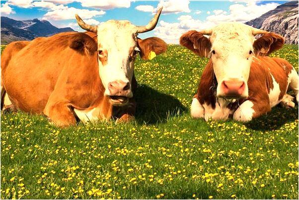 夢見桃樹上結了很多桃是什麼預兆？_周公解夢官網