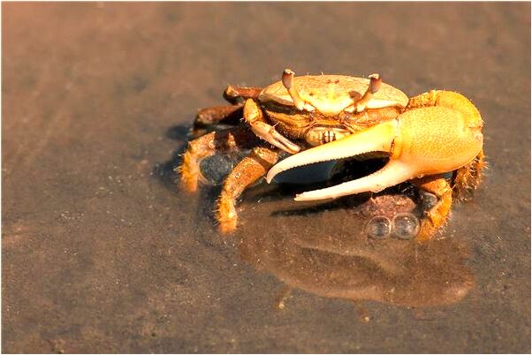 夢到門樓牆裂縫有什麼寓意嗎？_周公解夢官網