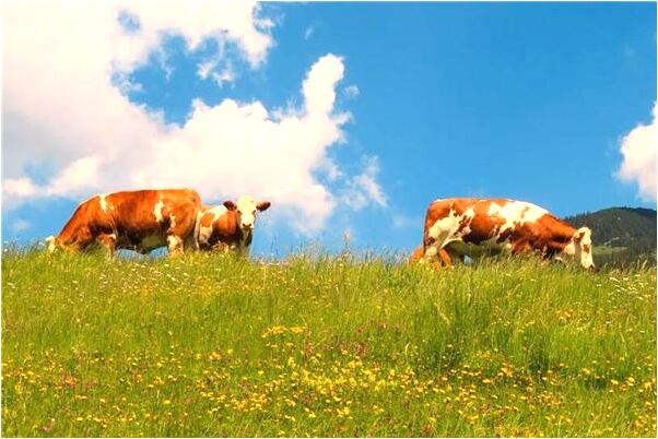 夢到了老公反穿別人褲子是咋回事_周公解夢官網