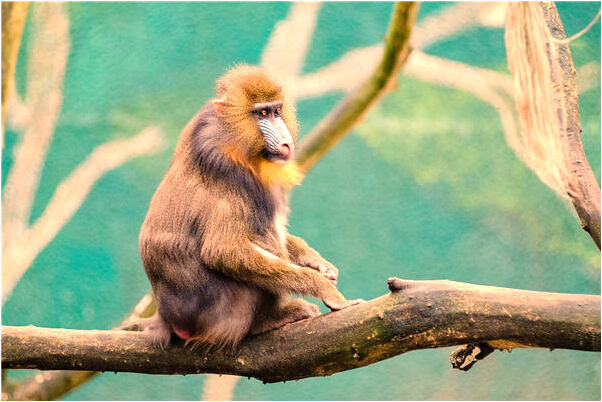 夢到了房孑倒榻有什麼寓意嗎_周公解夢官網