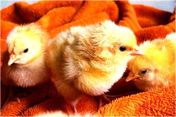 夢到了穿著襪子代表著什麼_周公解夢官網