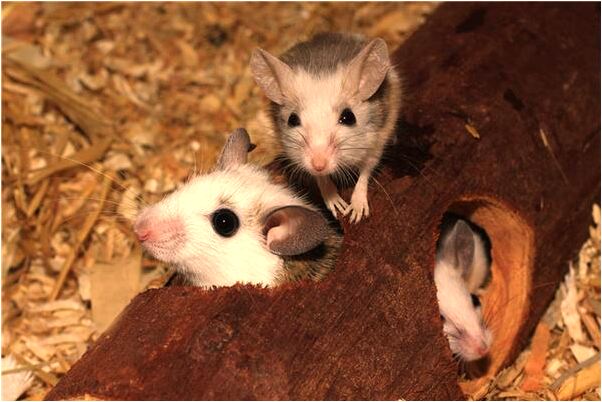 夢到了養了許多小雞是什麼徵兆_周公解夢官網