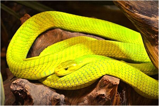 夢到和將要離婚老公做愛意味著什麼_周公解夢官網