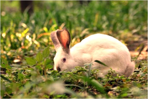 夢到天上下石頭預示什麼_周公解夢官網