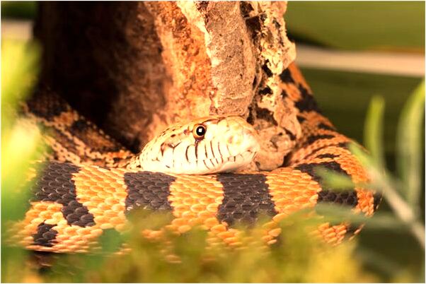 夢到了手指頭割破了血進嘴裡了是好事還是壞事_周公解夢官網