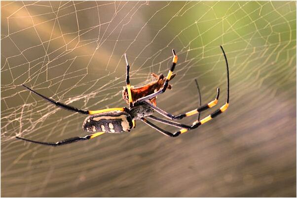 夢到兔子一隻被人抓一隻跑了預示什麼_周公解夢官網