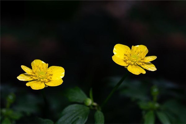 夢見頭上長花是什麼徵兆_周公解夢