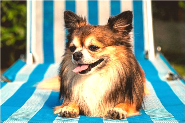 夢到了大螞蟻意味著什麼_周公解夢官網