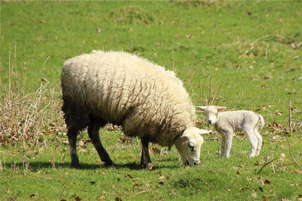 羊年生人的秉性_十二生肖