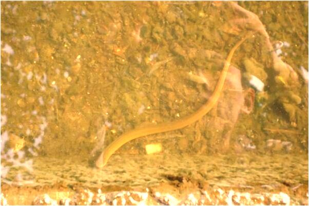 夢見臥室的床沒有了是好是壞_周公解夢官網