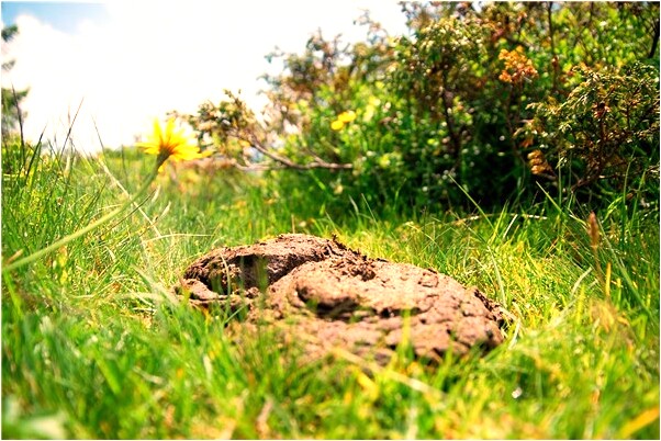 夢到自己屋裡發大水是啥預兆_周公解夢官網