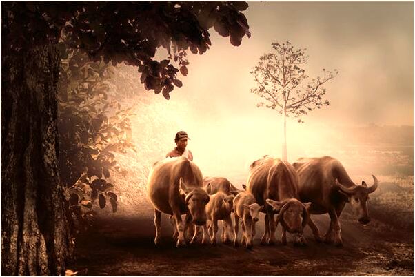 夢見挖玉米桿是凶兆還是吉兆_周公解夢官網