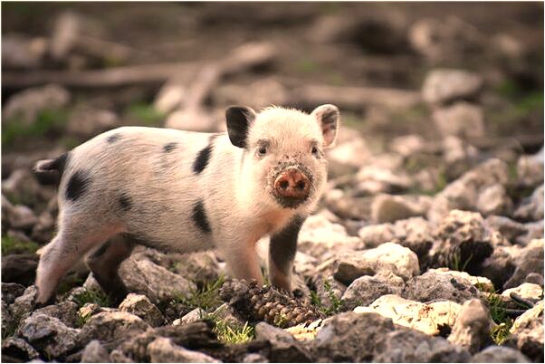 夢到了拔眼睫毛是什麼預兆？_周公解夢官網