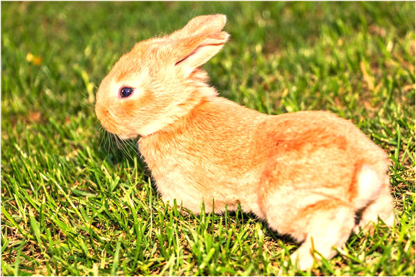 夢到了黑衣蒙面人有什麼說法_周公解夢官網