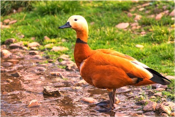 夢見跟親人抓綠色的蛇會有什麼預兆_周公解夢官網