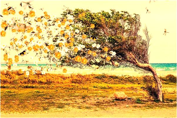 夢到螃蟹在鍋里爬會是什麼預兆_周公解夢官網