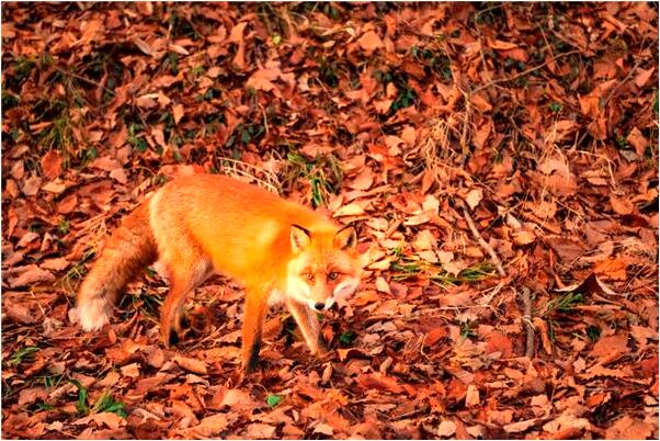 夢到黎明有人在鍛鍊有什麼意義嗎_周公解夢官網