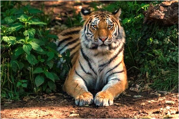 夢到與倆只獅子搏鬥被追咬是凶兆還是吉兆_周公解夢官網