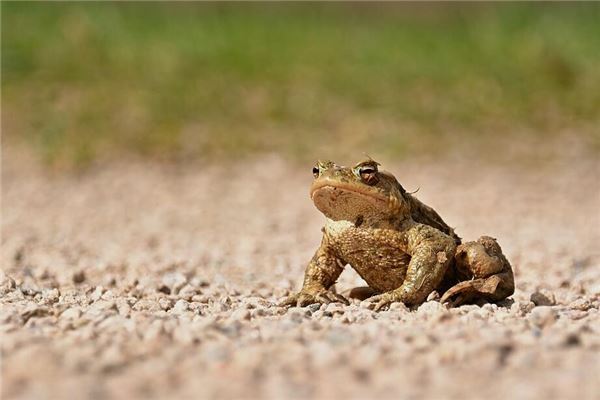 夢見癩蛤蟆_周公解夢