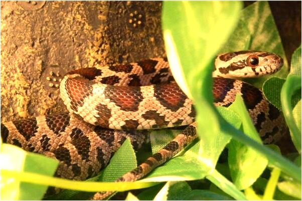 夢到有兩個人要殺我我殺了一人是什麼徵兆_周公解夢官網