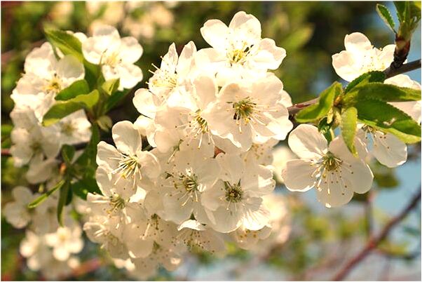 夢到了親人的屍骨被人搶什麼寓意_周公解夢官網