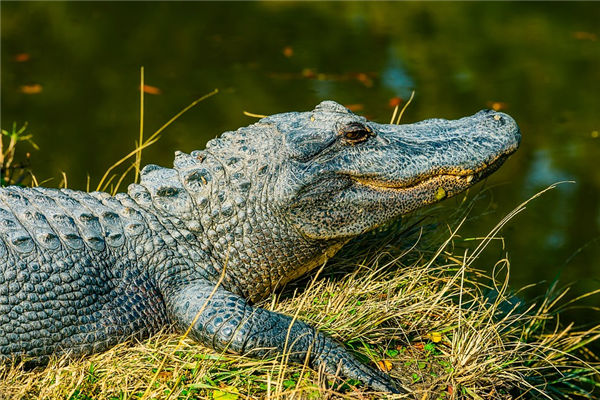 夢到被鱷魚追咬是什麼意思_周公解夢
