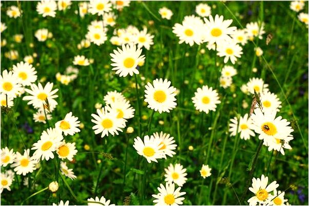 夢見情人的兒子吃死貓是什麼兆頭_周公解夢官網