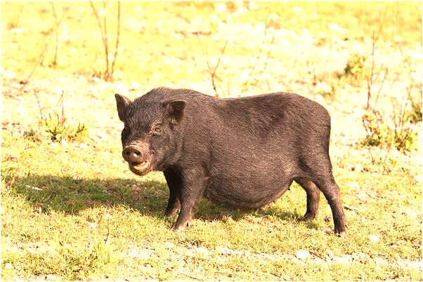 夢到了闖入陌生人的新家遇到狗預示什麼_周公解夢官網