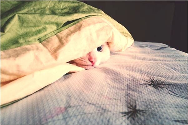 夢見女友生龍鳳胎代表著什麼？_周公解夢官網