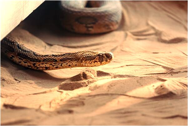 夢到死人生女孩是什麼預兆_周公解夢官網