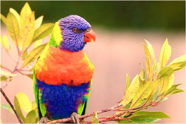 夢到了老公大便拉了很多有什麼含義_周公解夢官網