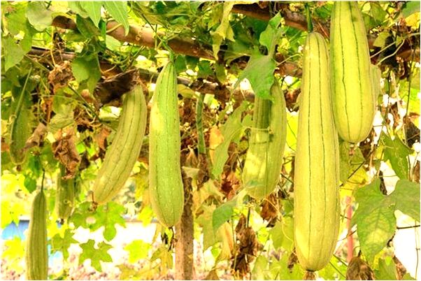 夢見未婚自己生個女兒會是什麼預兆_周公解夢官網