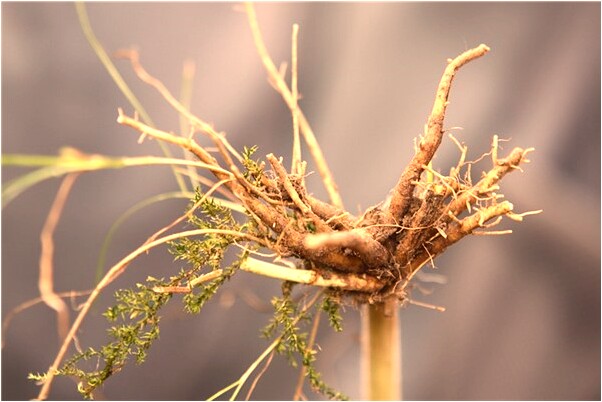 夢到了被鬼纏被人救掉鞋有什麼寓意嗎？_周公解夢官網