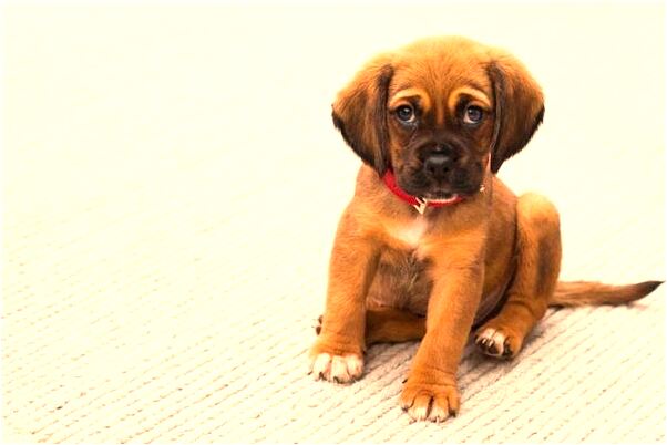 夢到了山頂上有座寺廟怎么回事_周公解夢官網