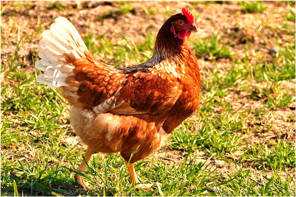 夢到了被後媽挨訓有什麼寓意嗎？_周公解夢官網