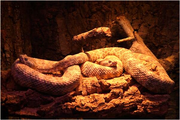 夢見一個雞蛋里有三個蛋黃是什麼徵兆_周公解夢官網