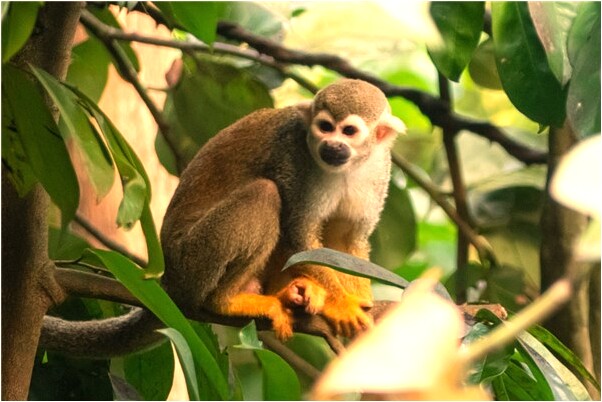 夢見領導吃豆腐意味著什麼_周公解夢官網