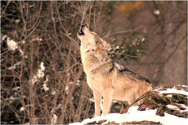 夢到了穿越到出生時候是凶兆還是吉兆_周公解夢官網